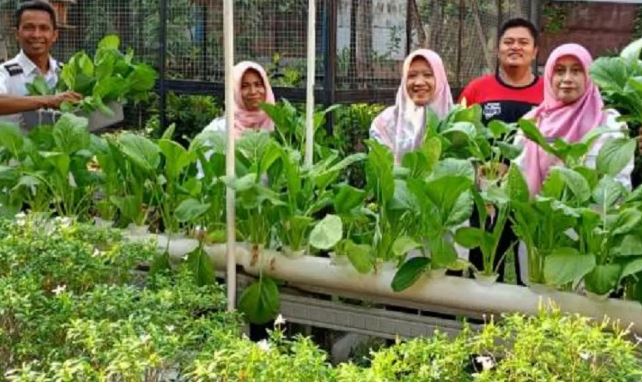Tren Urban Farming(Pertanian Perkotaan) Semakin Digemari Masyarakat untuk Ketahanan Pangan dan Gaya Hidup Sehat