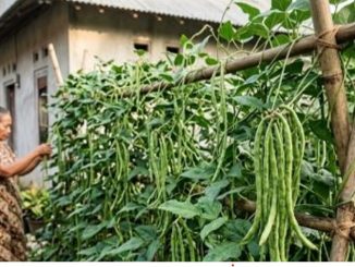 Menanam Kacang Panjang di Halaman Rumah Menjadi Tren Hemat dan Produktif di Tengah Kenaikan Harga Pangan