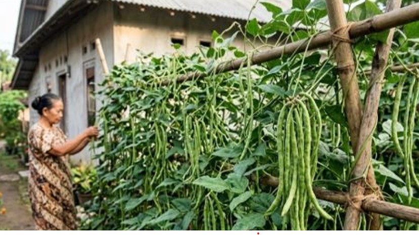 Menanam Kacang Panjang di Halaman Rumah Menjadi Tren Hemat dan Produktif di Tengah Kenaikan Harga Pangan